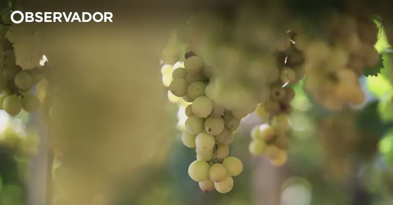 Uvas com sabor a manga ou algodão doce são saudáveis? – Observador