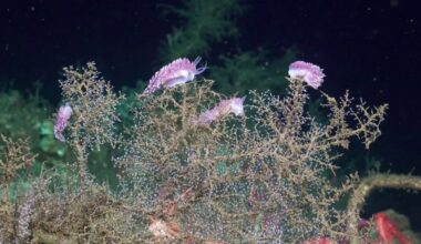 Cientistas descobrem novas espécies em cânions submarinos - Correio Braziliense