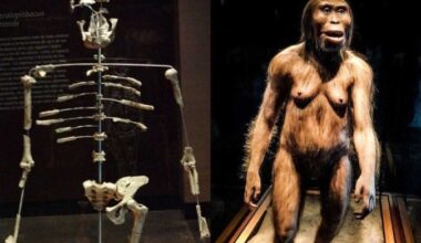 Esqueleto e reprodução de Lucy, que pertence à espécie Australopithecus afarensis -  (crédito: Reprodução/Wikimedia Commons)