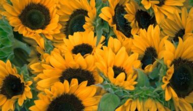 A espetacular beleza das flores que seguem a luz e embelezam campos - Correio Braziliense