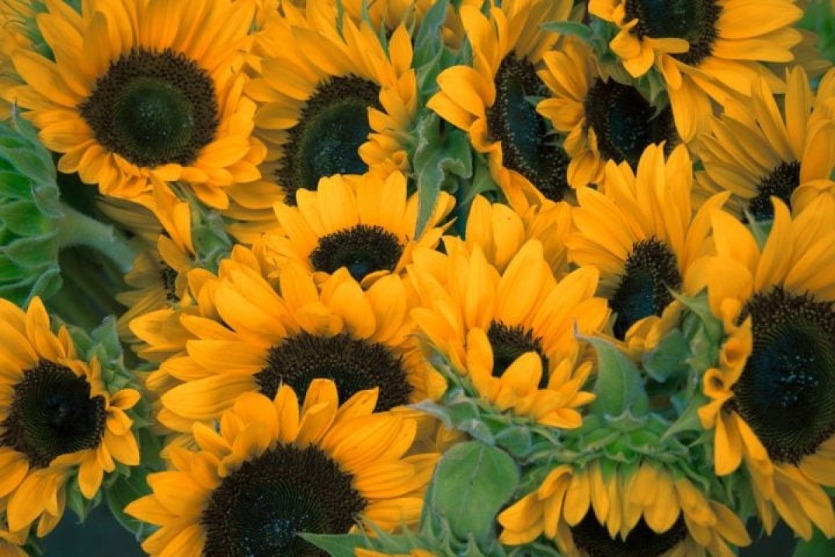 A espetacular beleza das flores que seguem a luz e embelezam campos - Correio Braziliense