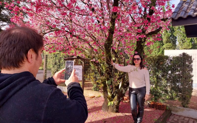 VÍDEO: O espetáculo da floração das cerejeiras pode ser apreciado até agosto e será ainda maior nos próximos anos; entenda