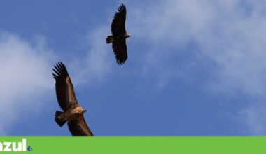 Centrais solares e eólicas invadem o Sul do país e ameaçam a biodiversidade | Aves