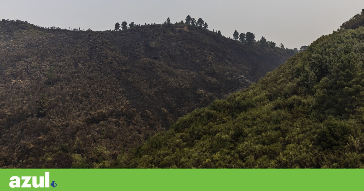 “Vítima de falta de atenção”, Peneda-Gerês regista milhares de hectares ardidos | Conservação da natureza