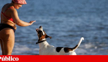 PAN quer que lei permita animais de companhia em todas as praias | Direitos dos animais