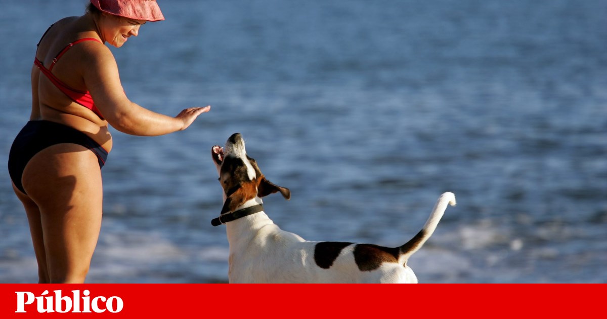 PAN quer que lei permita animais de companhia em todas as praias | Direitos dos animais