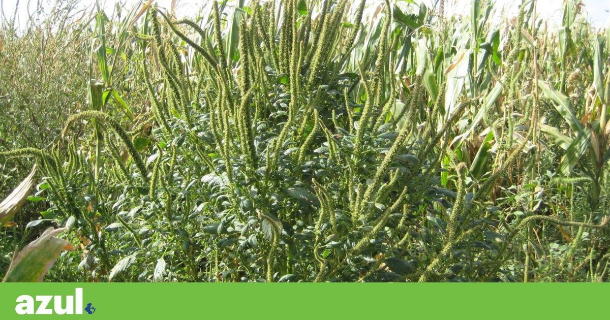 IPBeja alerta para espécie invasora detectada em campos de milho no Ribatejo | Espécies invasoras
