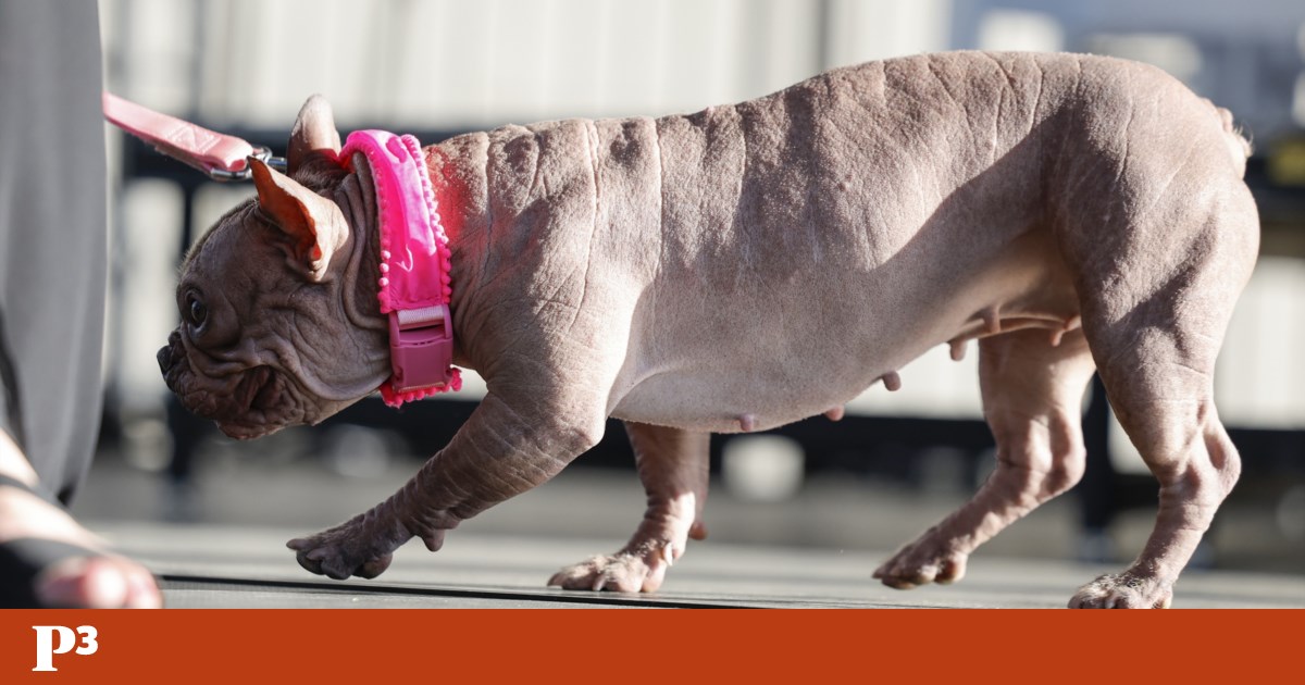 Petunia é o cão mais feio do mundo — mas é a personalidade dela que conta | Pet