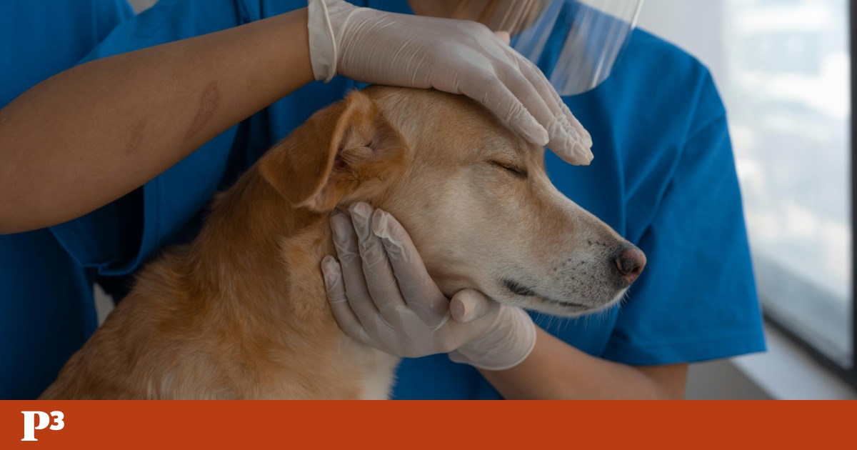 Cuidar até quebrar: a face invisível da medicina veterinária | Megafone