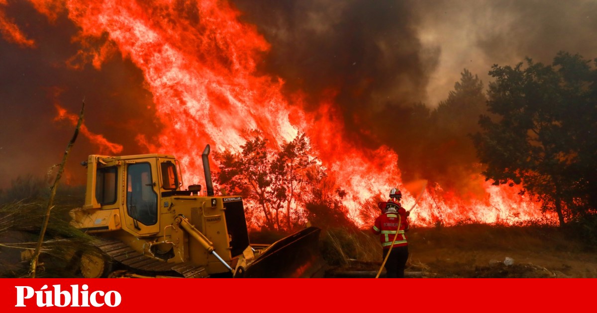 Morador de aldeia da Lousã soltou veados para fugirem a incêndios | Incêndios
