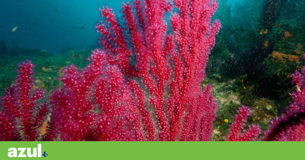 Descoberta a faísca que desencadeia ondas de calor marinhas no Mediterrâneo | Ondas de calor