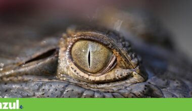 A corrida final dos biólogos para salvar o crocodilo-do-orinoco | Reportagem