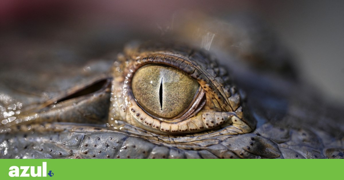A corrida final dos biólogos para salvar o crocodilo-do-orinoco | Reportagem