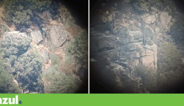 Colónia de abutre-preto no Douro Internacional devastada pelo fogo | Conservação da natureza
