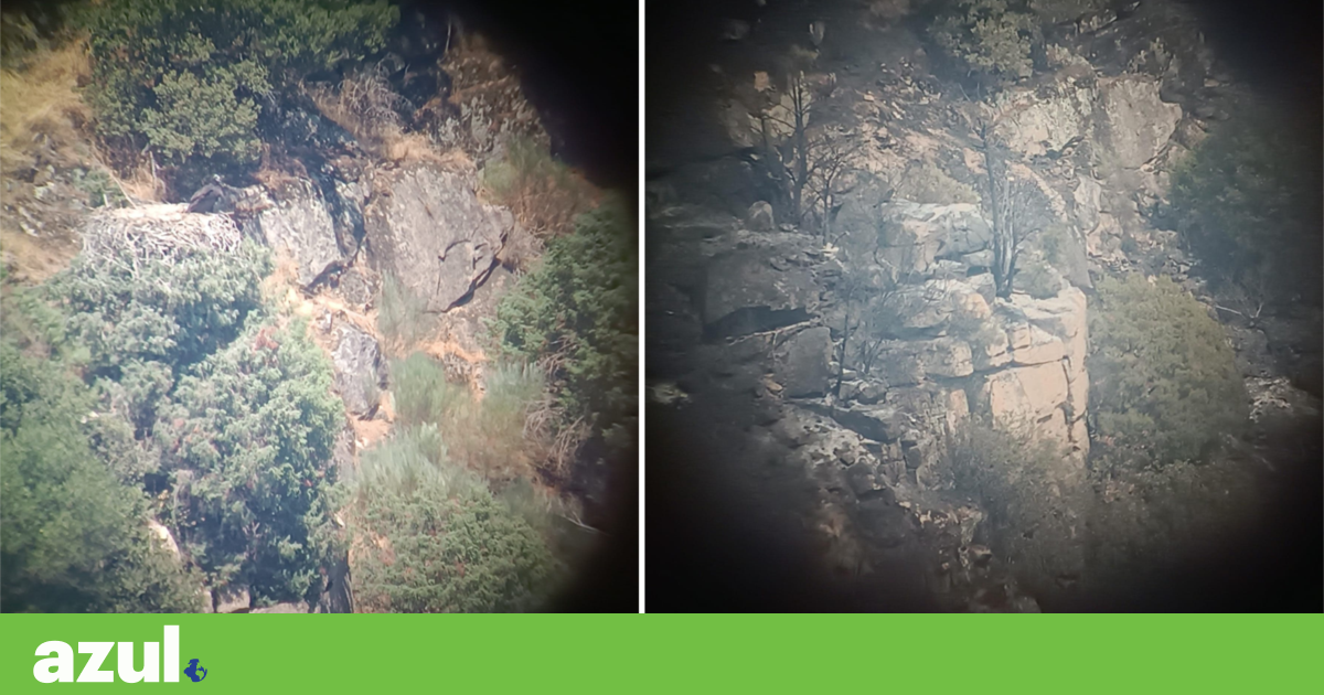 Colónia de abutre-preto no Douro Internacional devastada pelo fogo | Conservação da natureza