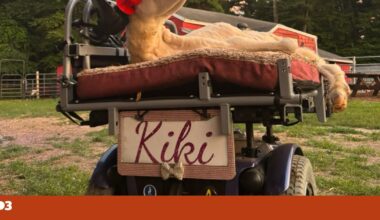 Ovelha com deficiência recebe carro e aprende a conduzi-lo com a cabeça | Animais