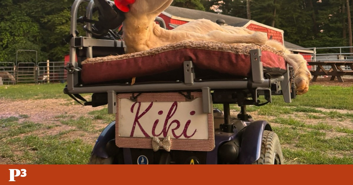 Ovelha com deficiência recebe carro e aprende a conduzi-lo com a cabeça | Animais