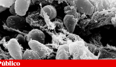 Novo caso de peste detectado nos Estados Unidos | Doenças