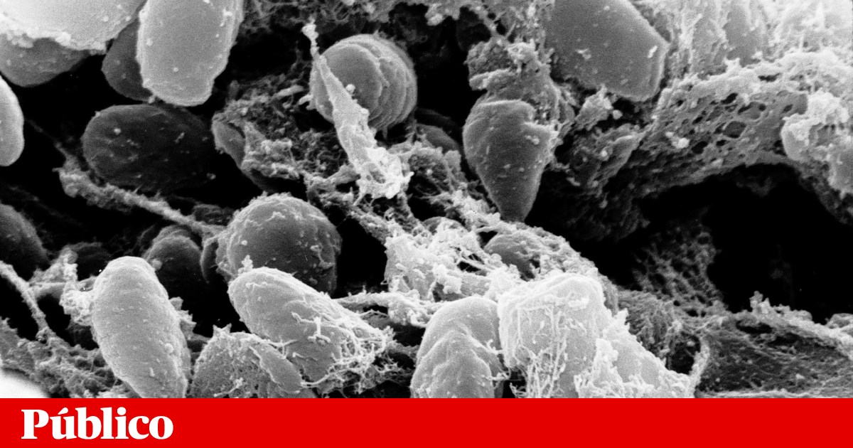 Novo caso de peste detectado nos Estados Unidos | Doenças