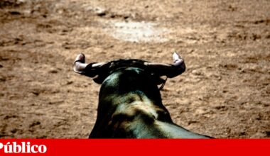 Forcado de 22 anos morre após ser colhido por toiro no Campo Pequeno | Tauromaquia