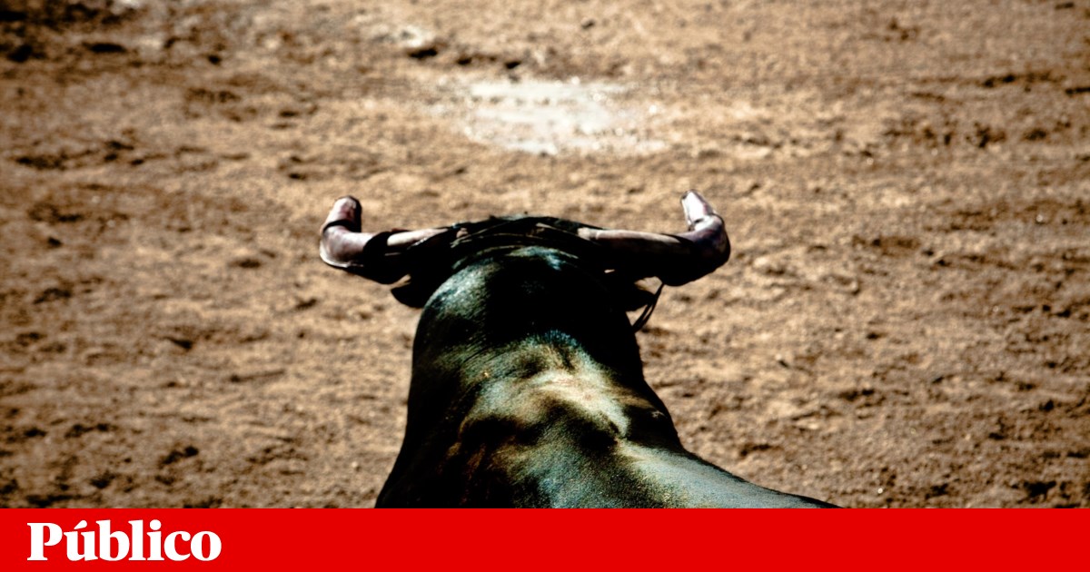 Forcado de 22 anos morre após ser colhido por toiro no Campo Pequeno | Tauromaquia
