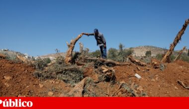 Exército israelita ajusta contas arrancando oliveiras palestinianas na Cisjordânia | Cisjordânia