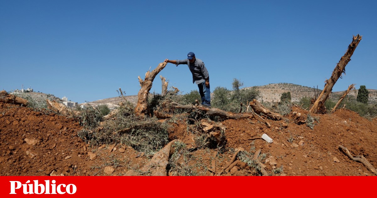 Exército israelita ajusta contas arrancando oliveiras palestinianas na Cisjordânia | Cisjordânia
