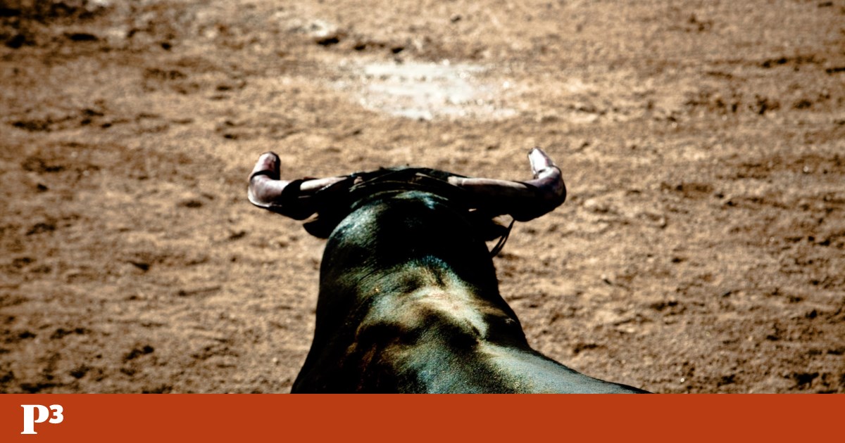 Ninguém deveria morrer numa arena | Megafone