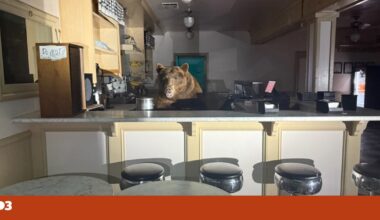 Um urso invadiu uma loja de gelados e não descansou até acabar com um dos sabores | EUA