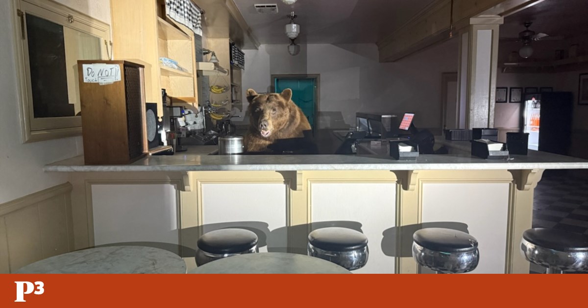 Um urso invadiu uma loja de gelados e não descansou até acabar com um dos sabores | EUA
