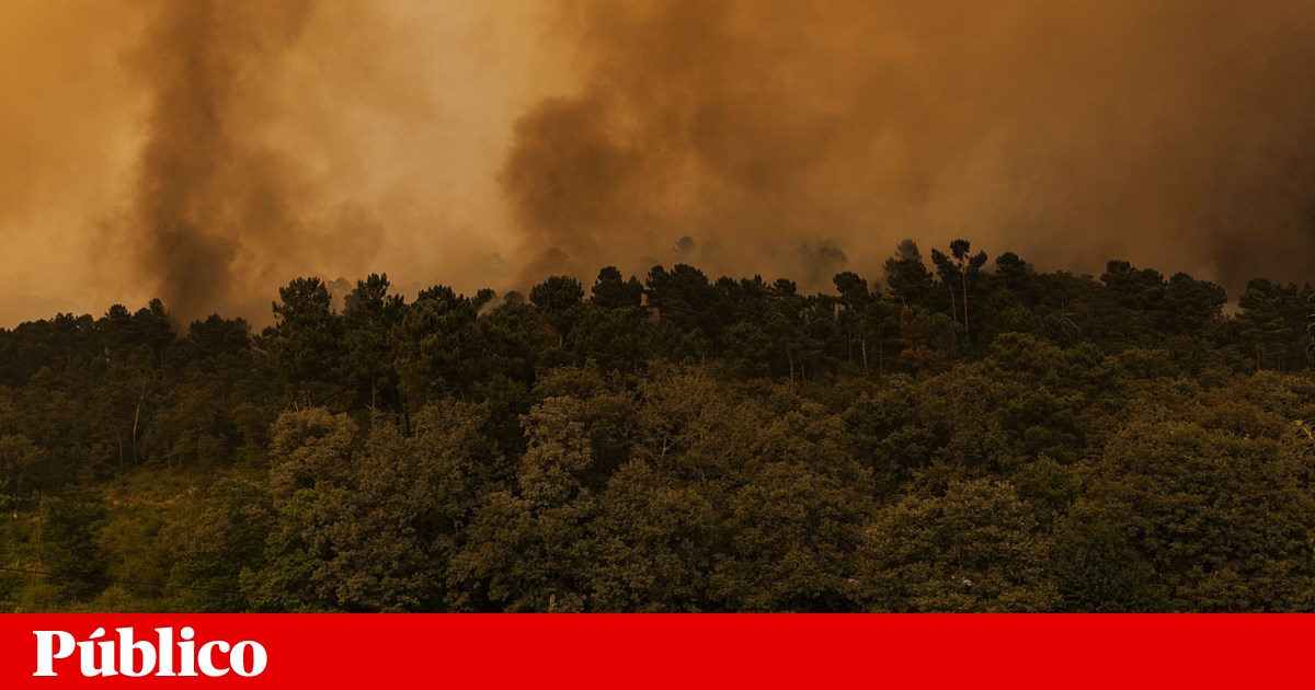 Empresas podem ficar isentas até um ano de contribuições para Segurança Social | Incêndios florestais