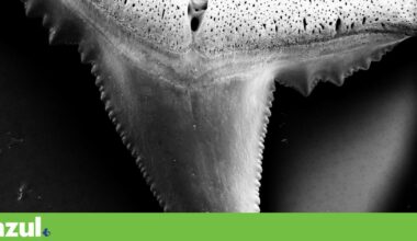 Tubarões podem estar a perder os dentes devido à acidificação do oceano | Oceano