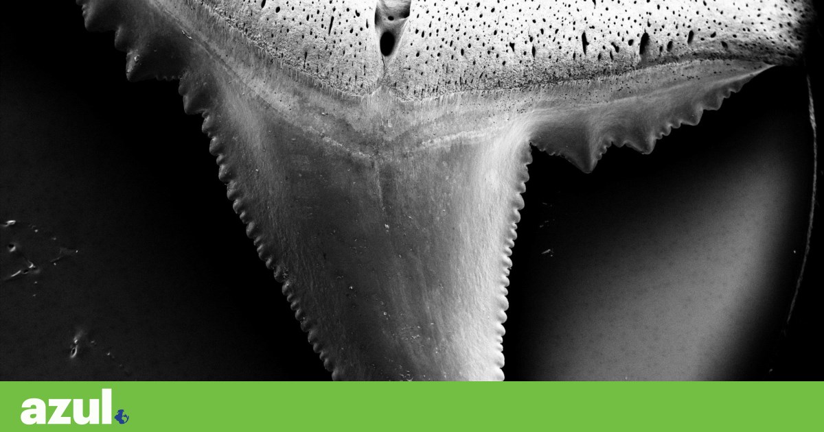 Tubarões podem estar a perder os dentes devido à acidificação do oceano | Oceano