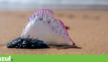 Vento forte e ondas estão a empurrar muitas “caravelas-portuguesas” para os areais | Praias