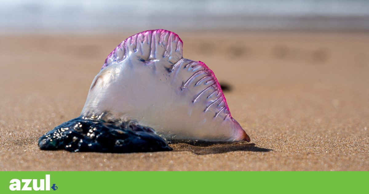 Vento forte e ondas estão a empurrar muitas “caravelas-portuguesas” para os areais | Praias