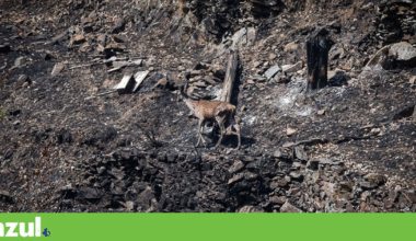 Fogos mataram 400 veados, corços e javalis na cordilheira central em Portugal | Incêndios florestais