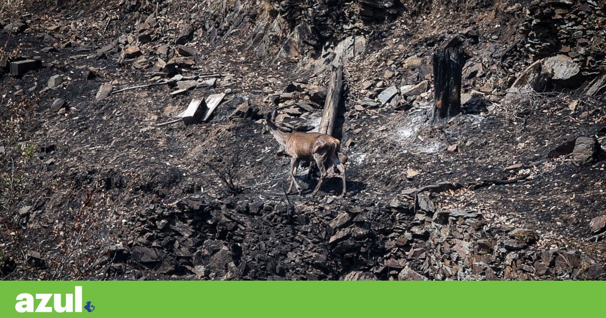 Fogos mataram 400 veados, corços e javalis na cordilheira central em Portugal | Incêndios florestais
