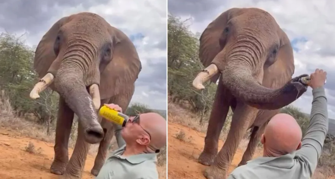 Turista filma-se a despejar cerveja na tromba de um elefante no Quénia | Animais