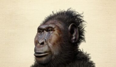Não fomos os primeiros a usar ferramentas: foram os nossos "irmãos", Paranthropus, sugere estudo