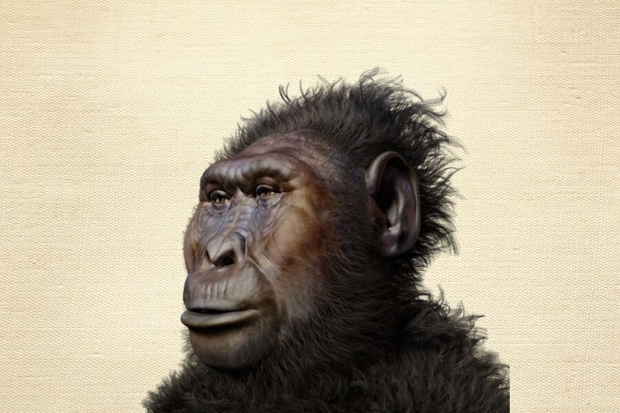 Não fomos os primeiros a usar ferramentas: foram os nossos "irmãos", Paranthropus, sugere estudo