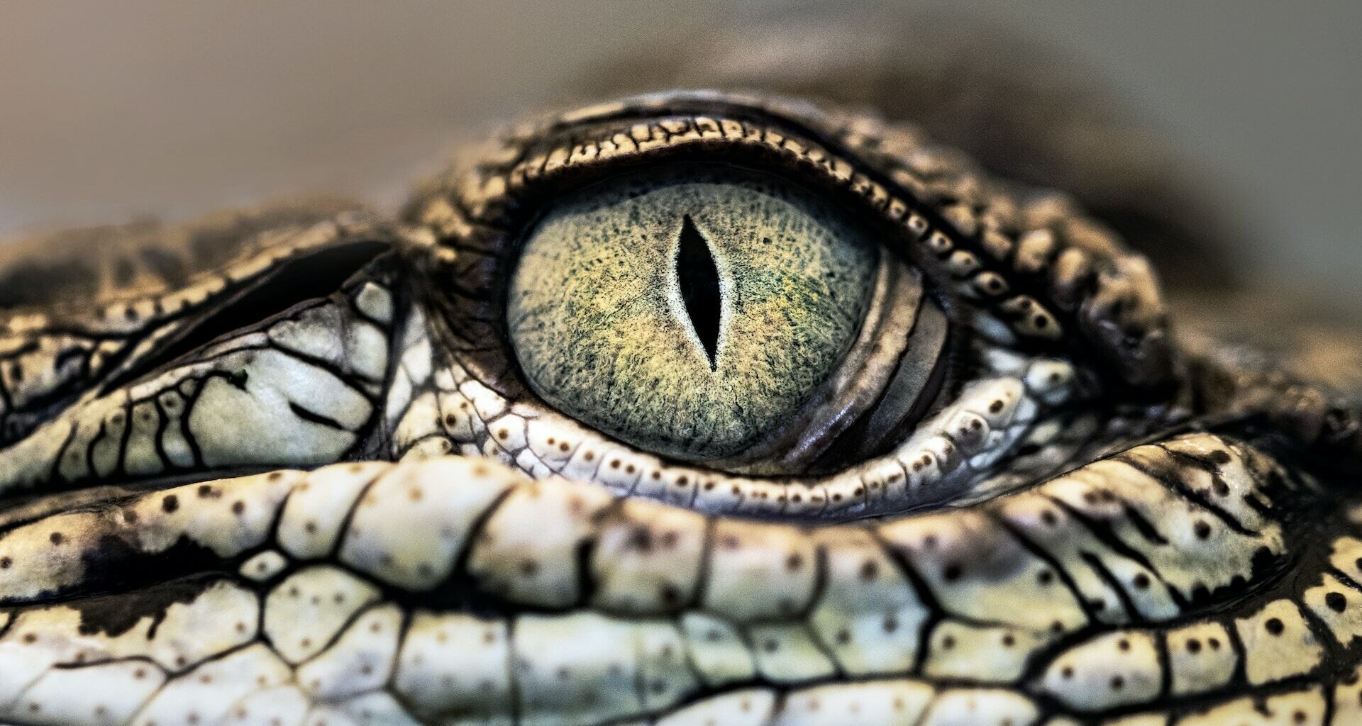 Nova de Lisboa descobre novo crocodilo que sobreviveu à extinção dos dinossauros