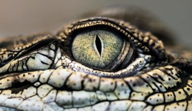 Nova de Lisboa descobre novo crocodilo que sobreviveu à extinção dos dinossauros