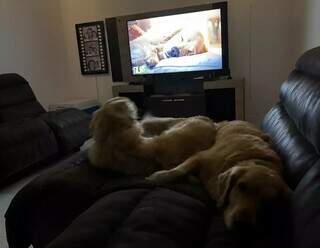 Playlists para cães ajudam a reduzir estresse e melhorar bem-estar