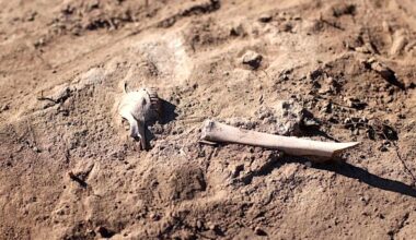 Praga pré-histórica saltou de espécie desconhecida para ovelhas — e depois humanos