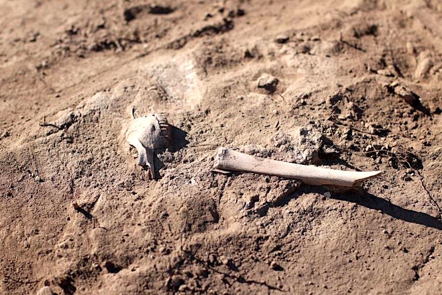 Praga pré-histórica saltou de espécie desconhecida para ovelhas — e depois humanos