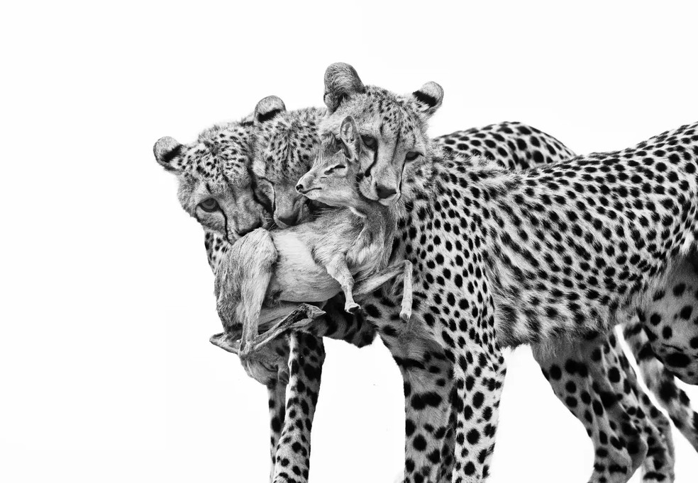 Filhotes de chitas que capturaram um pequeno antílope na reserva nacional de Samburu, no Quênia. — Foto: Marina Cano