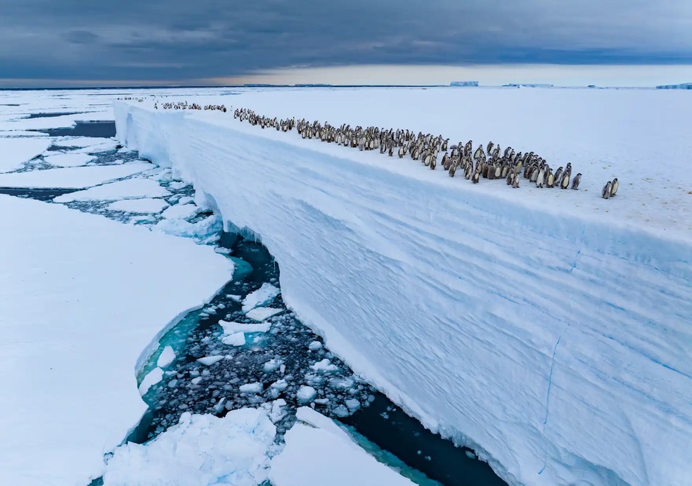 Colônia de pinguins-imperadores na plataforma de gelo de Ekström, na Baía de Atka, na Antártida. — Foto: Bertie Gregory
