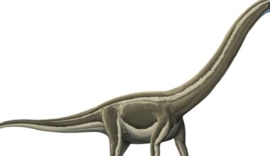 Doença óssea mortal dizimou dinossauros pescoçudos no atual interior de São Paulo