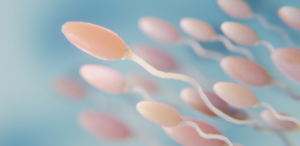 Falta de proteína na gravidez e lactação pode comprometer viabilidade de espermatozoides