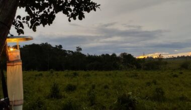 Risco de malária na Amazônia é maior em regiões parcialmente degradadas